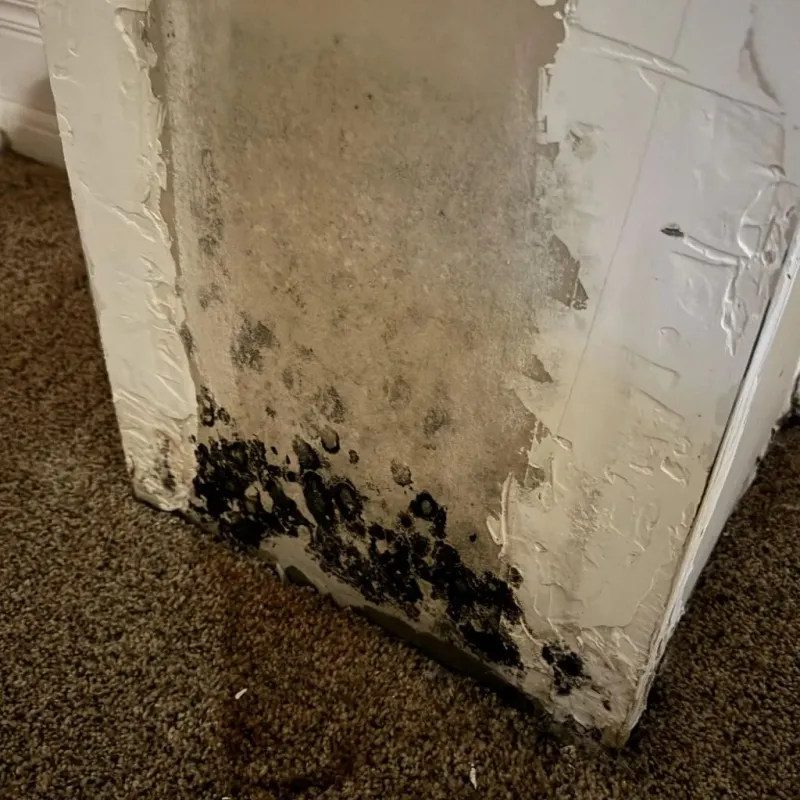 Professional Mold Removal in West Hills, PA
